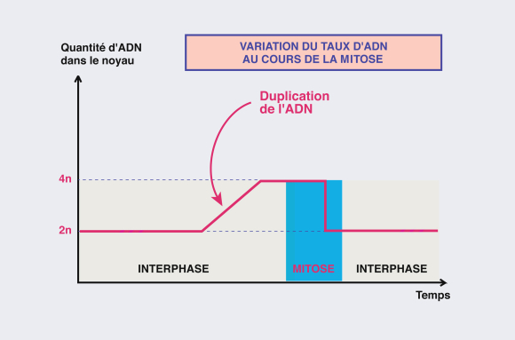 Variation du taux d'ADN au cours d'une mitose - infographie
